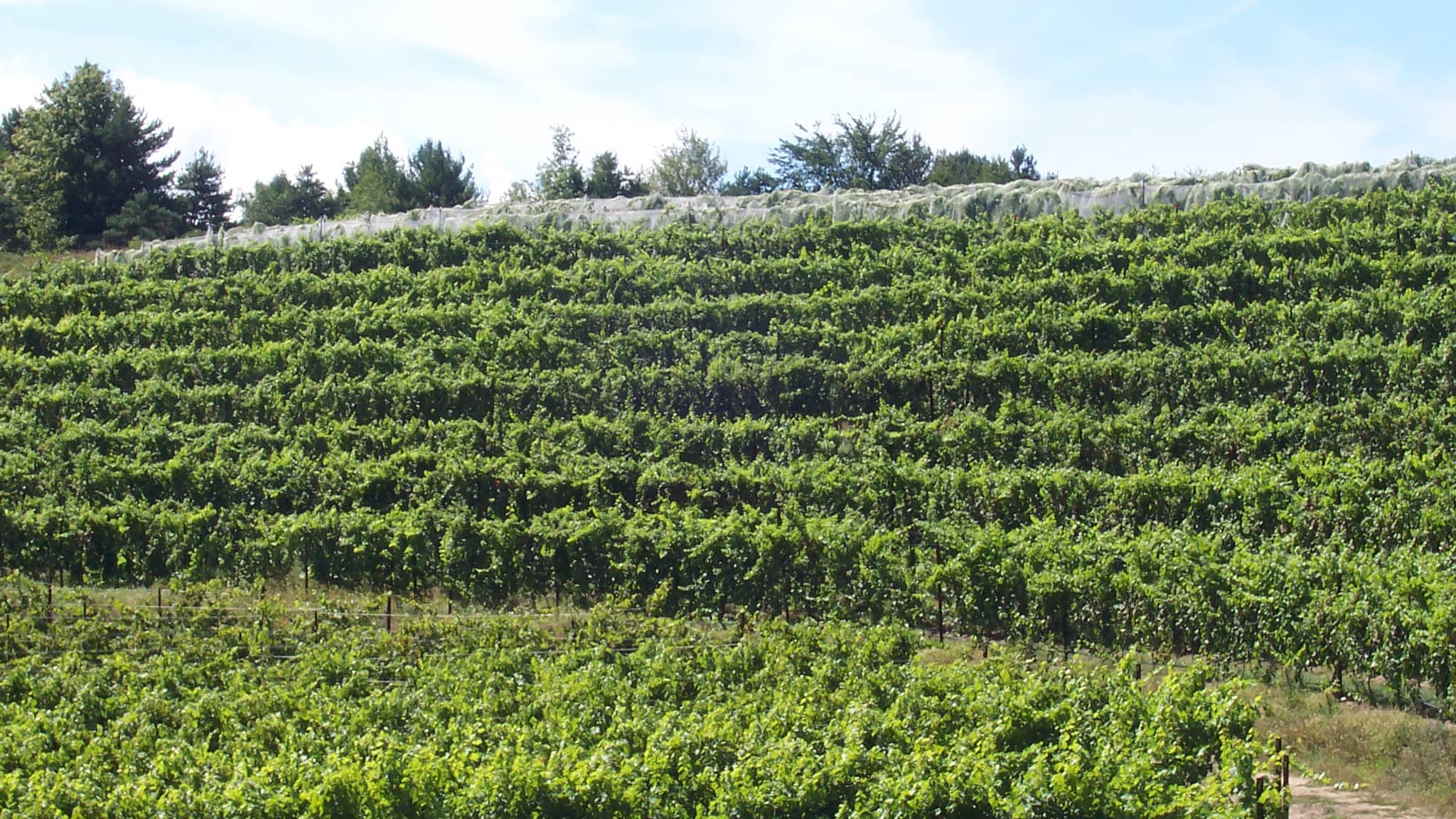 Rows of green grapevines on a sunny hillside vineyard on Michigan's Leelanau Peninsula