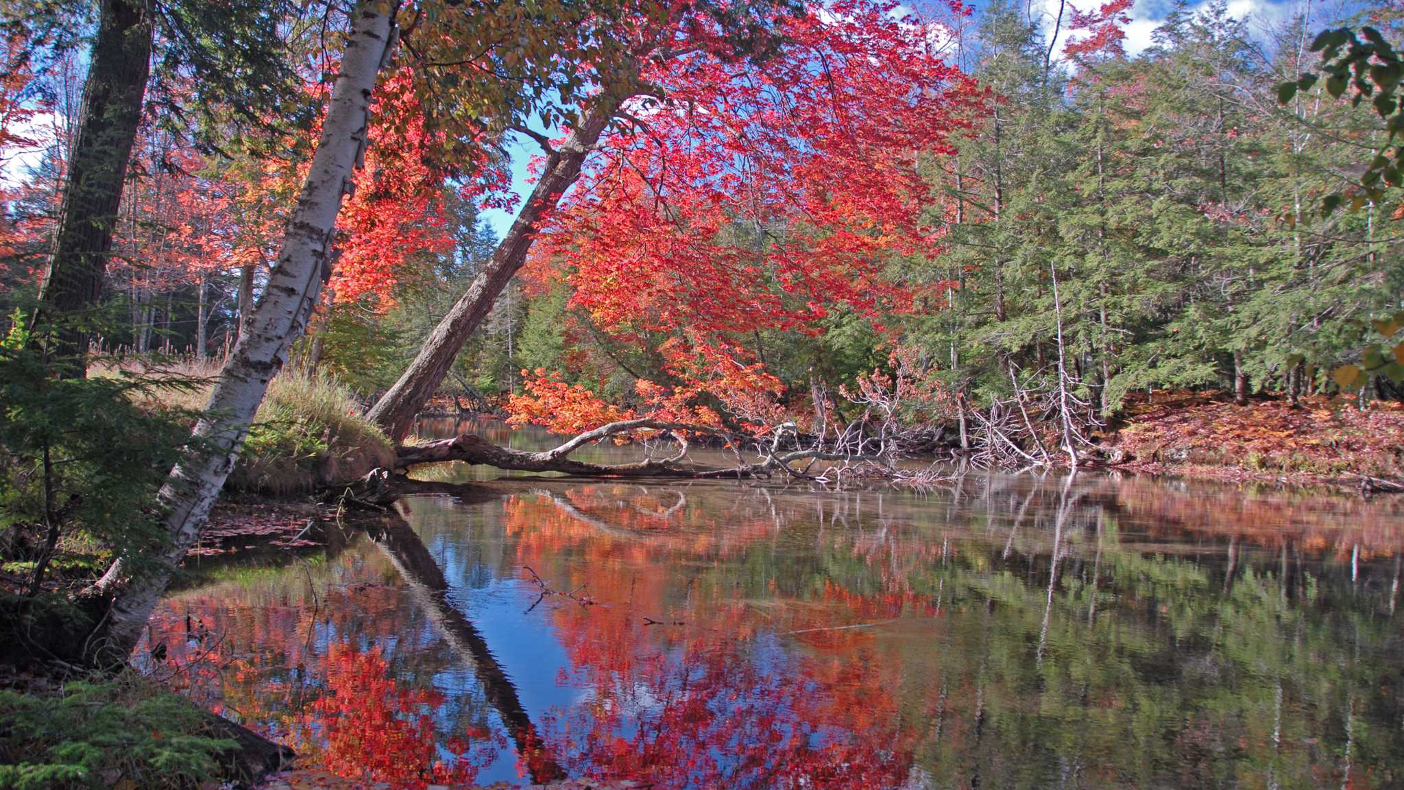 Red maples and white birches lean over the still Crystal River near Glen Arbor, reflected in the water in autumn