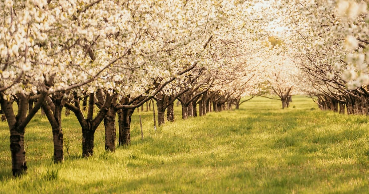 Plan a Traverse City spring trip around changing trail conditions, blossoms, parks, indoor backups, and conservative foraging safety.