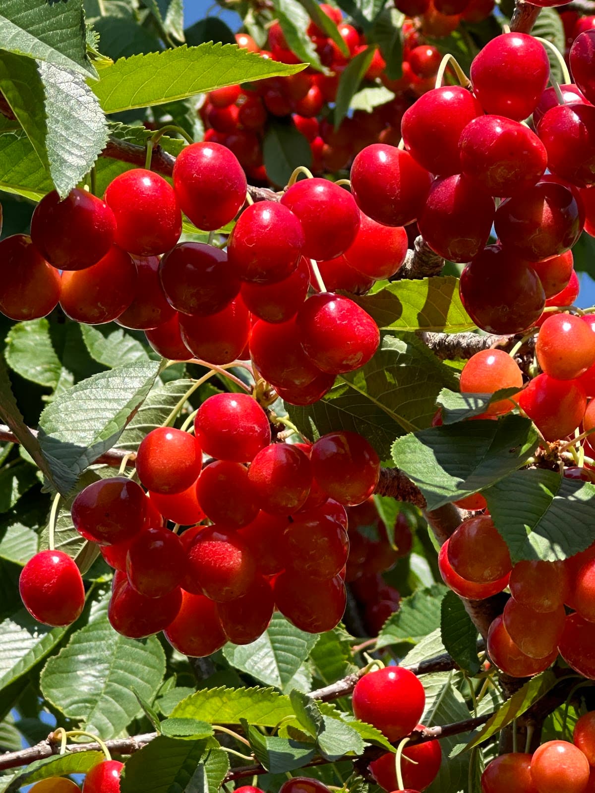 Rennie Orchards - Cabins & Cottages in Traverse City, Michigan