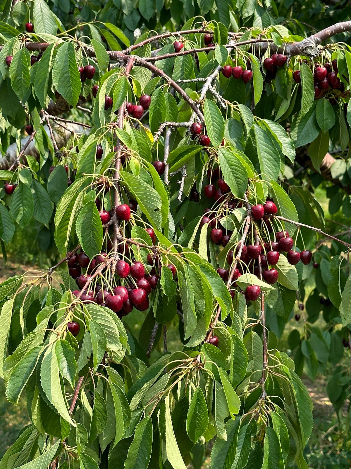 King Orchards - Wineries & Vineyards in Traverse City, Michigan