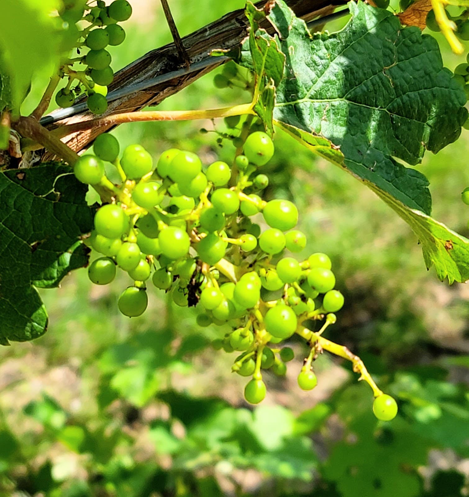 Pelizzari Natural Area - Hiking & Trails in Traverse City, Michigan