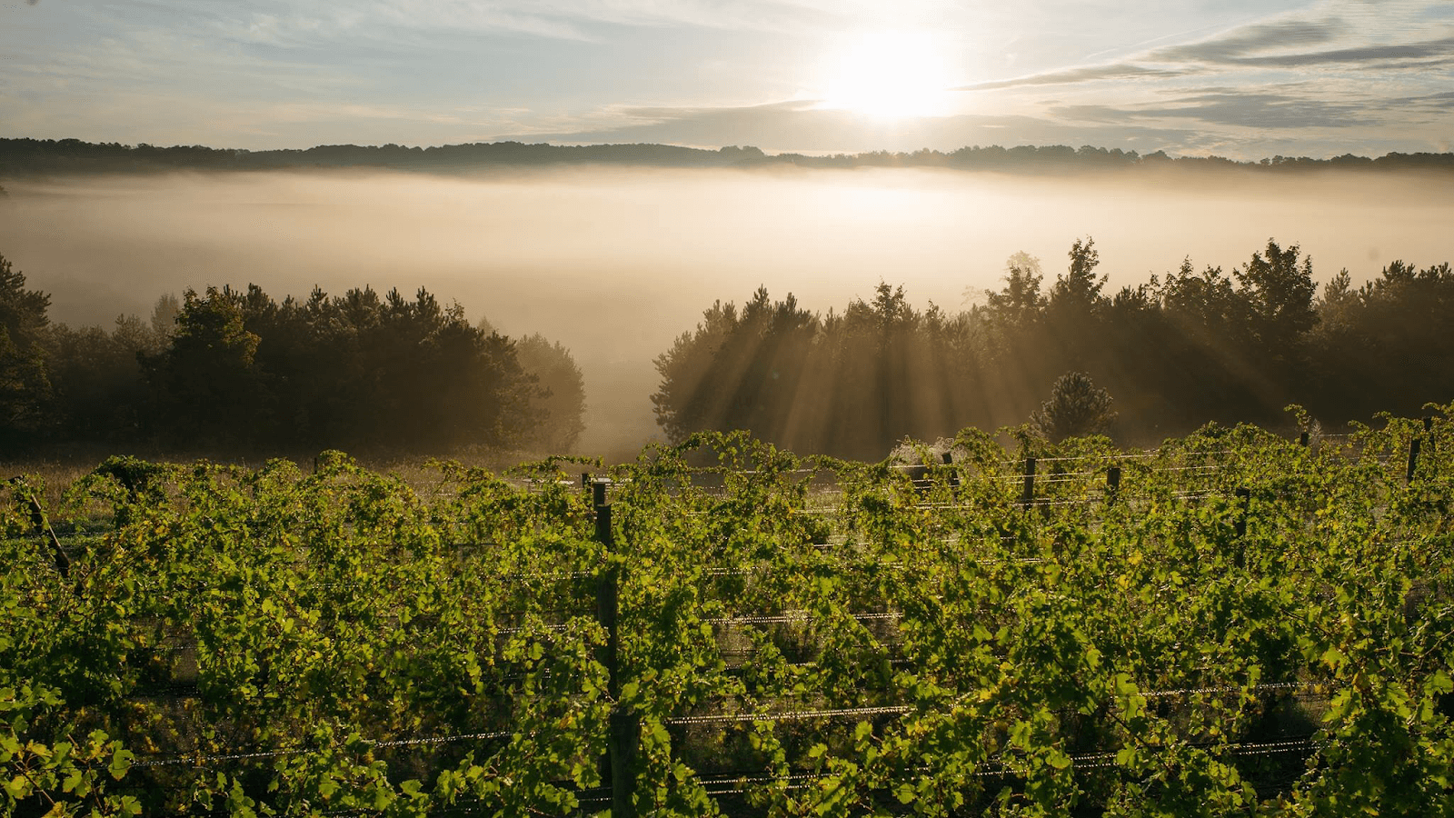 45 North Vineyard & Winery in Traverse City