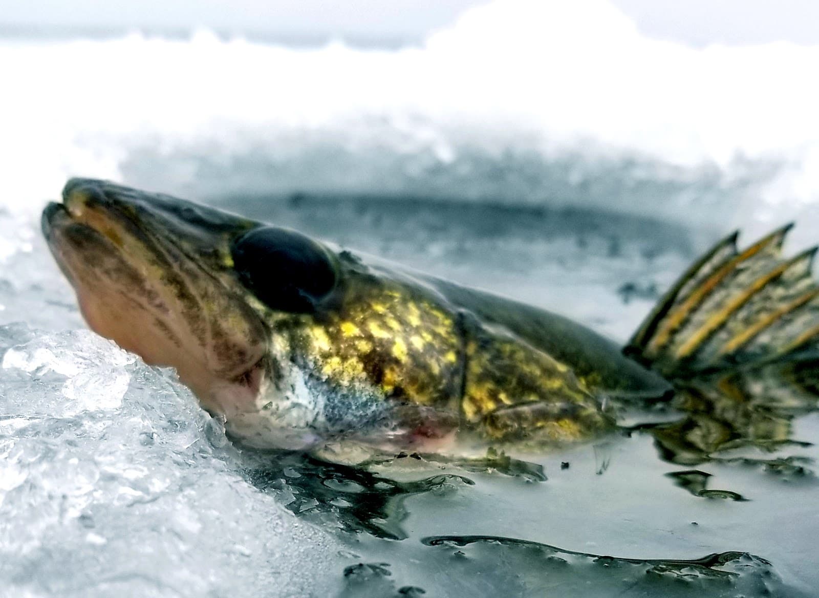 Northern Adventures Fishing Charters - Fishing Charters & Guides in Traverse City, Michigan