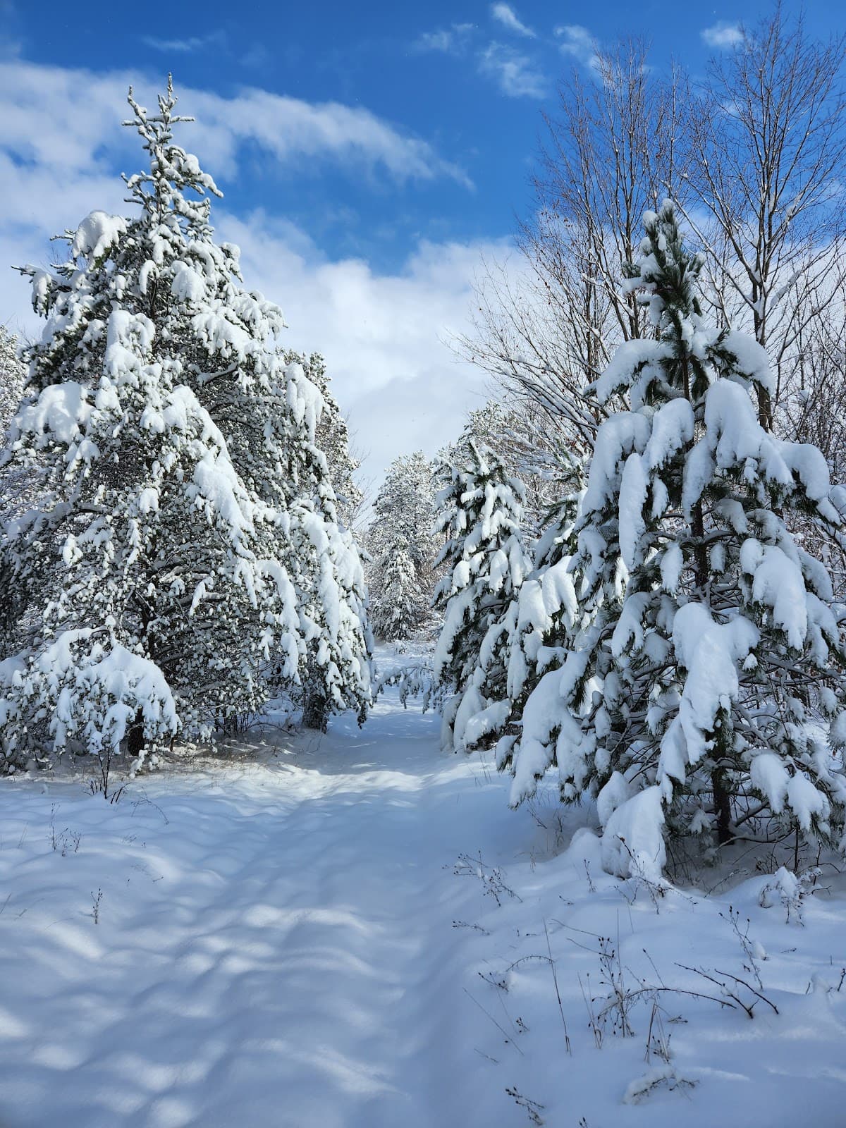 Climb A Tree - Hiking & Trails in Traverse City, Michigan