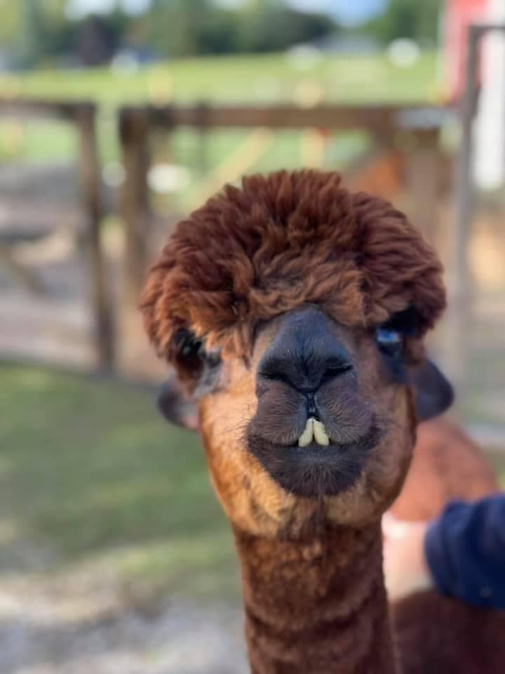 Rainbow Valley Family Farms - Family Fun (Mini Golf, Go-Karts) in Traverse City, Michigan