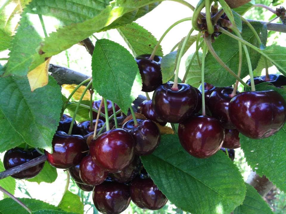 Hallstedt Homestead Cherries - Farm Markets in Traverse City, Michigan