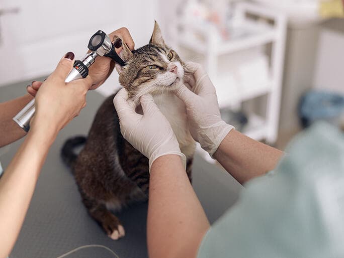 Banfield Pet Hospital in Traverse City
