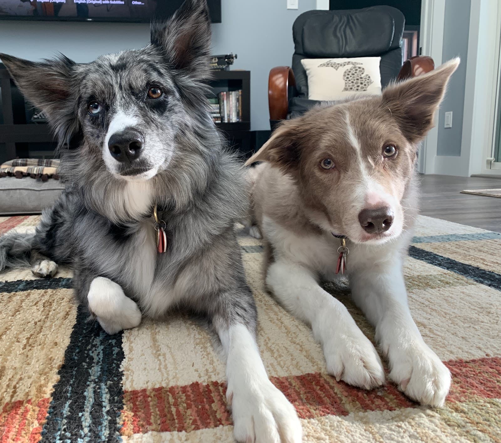 Acme Creek Kennel in Traverse City